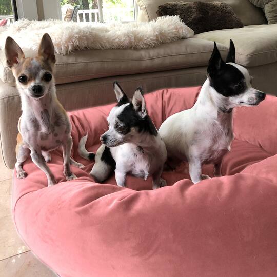 Royal Pet Bed Large Washable Luxury Velvet Dog Bed